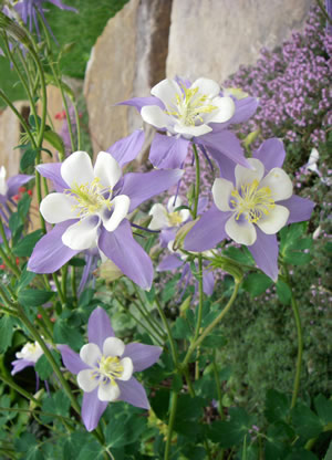 Columbine